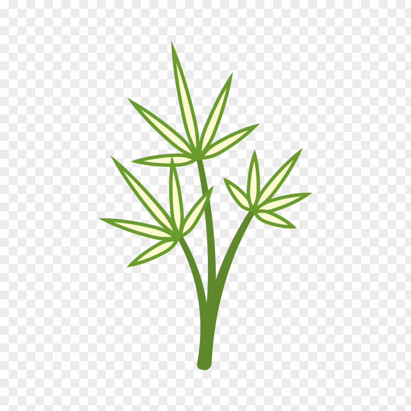 Aed Leaf Plants Green Image PNG
