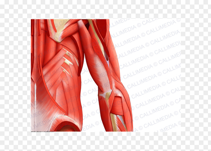 Arm Shoulder Muscle Human Anatomy PNG