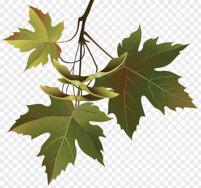 Autumn Leaves Leaf Color Branch Tree Maple PNG