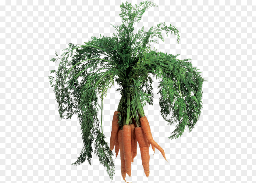 Carrot Vegetable Salad Image File Formats PNG