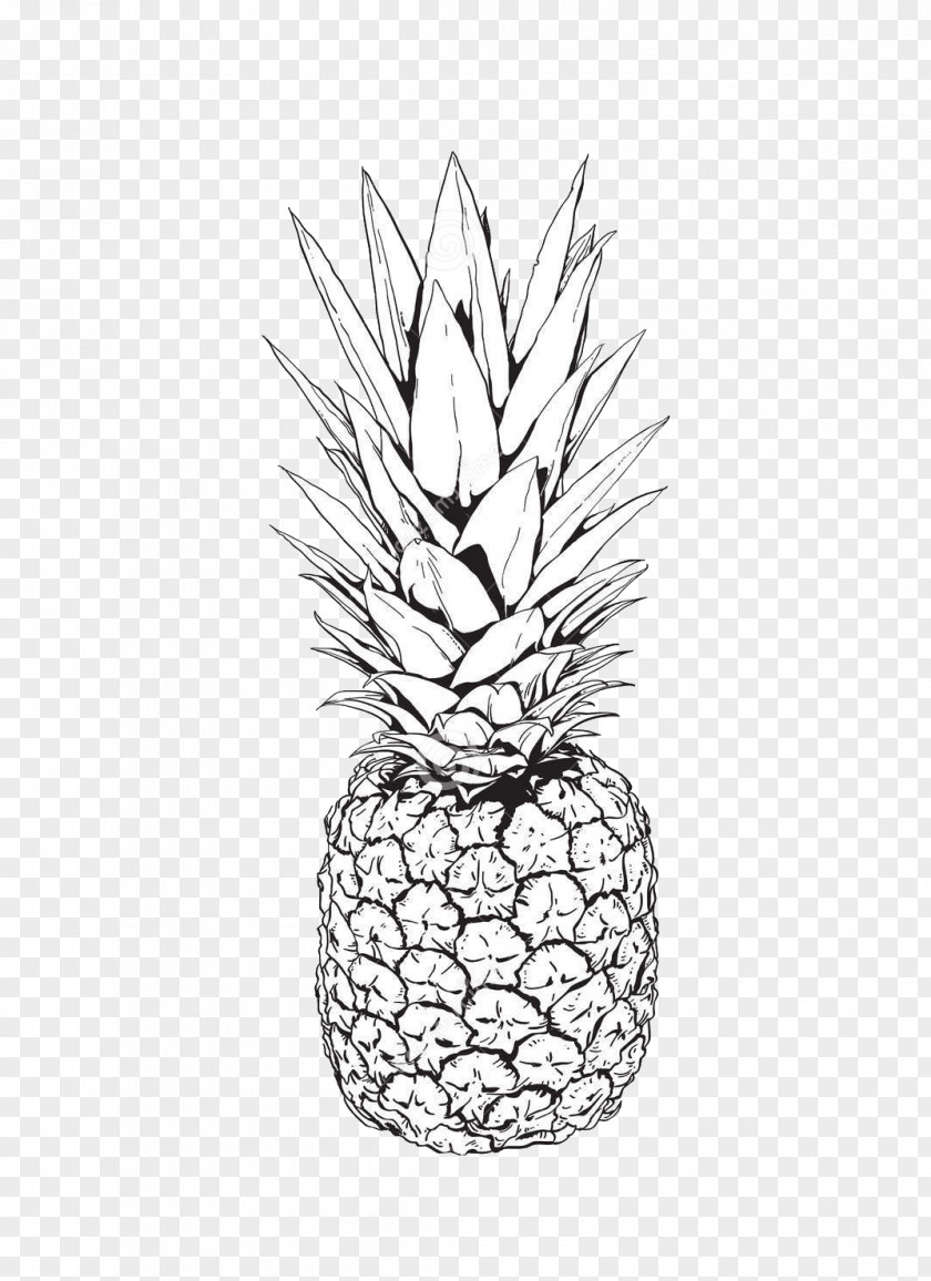 Hand-painted Pineapple Drawing Clip Art PNG