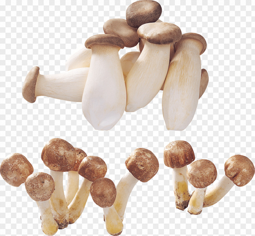 Mushroom Image PNG