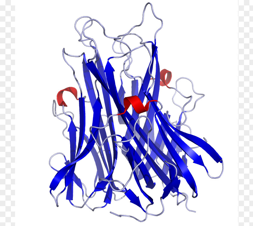 Ob Gyn Pics Tumor Necrosis Factor Alpha Superfamily Cytokine TNF Receptor PNG