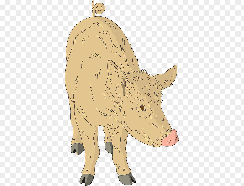 Pig Domestic Cattle Animal PNG