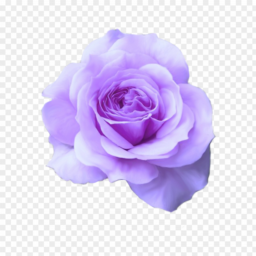 Purple Dream Hybrid Tea Rose Mum In A Million Bare Root Flower PNG