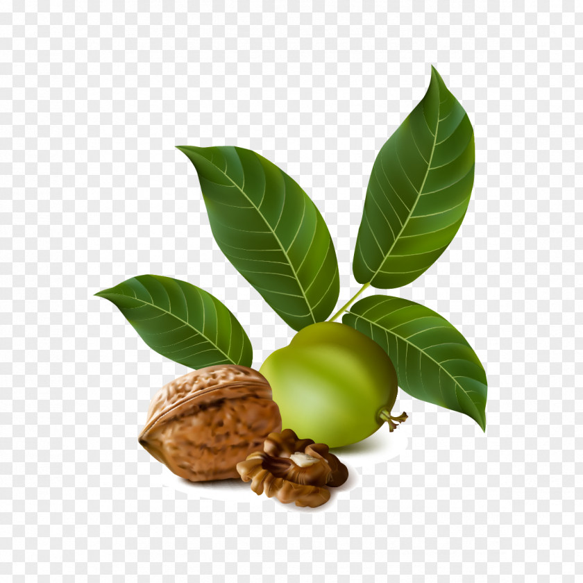 Vector Walnuts And Leaves English Walnut Eastern Black PNG