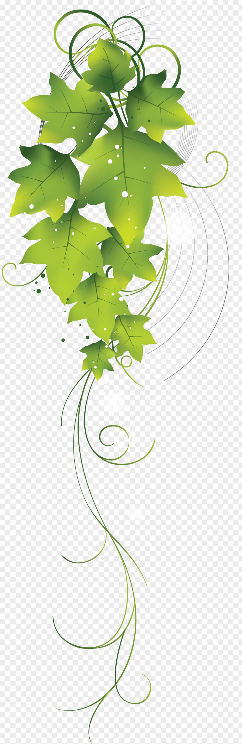 Vines Green Drawing Leaf PNG