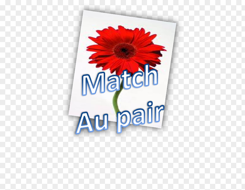 Au Pair Transvaal Daisy Cut Flowers Greeting & Note Cards Font PNG