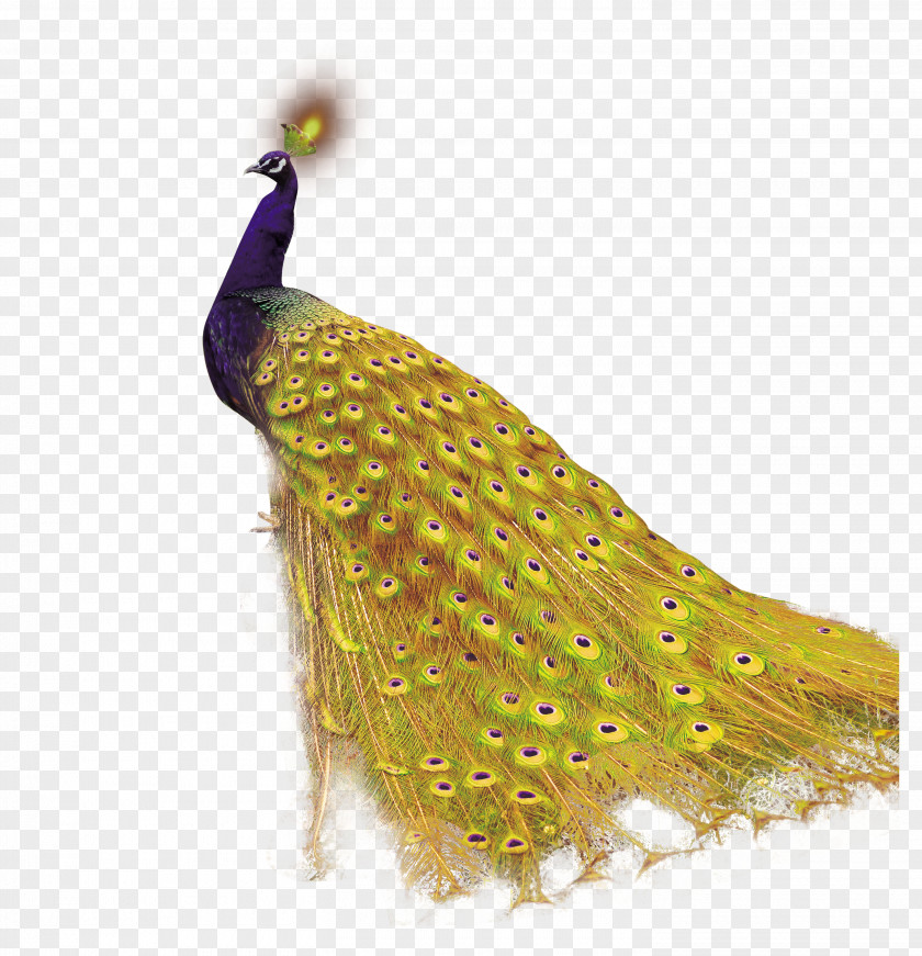 Golden Peacock Mobile App Android Peafowl Icon PNG