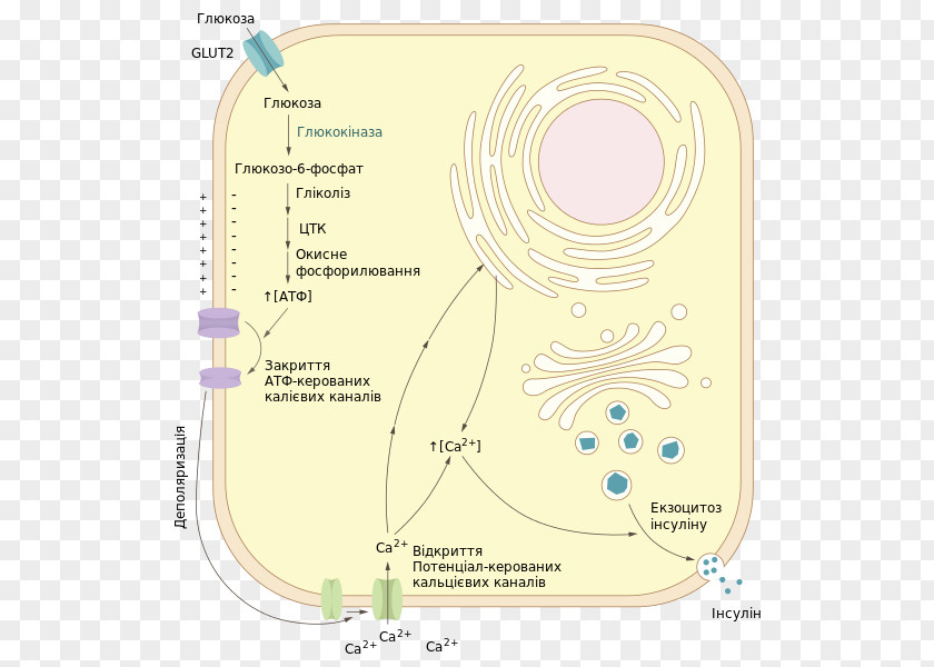 Insulin Wikipedia Encyclopedia Pharmaceutical Drug Dictionary PNG