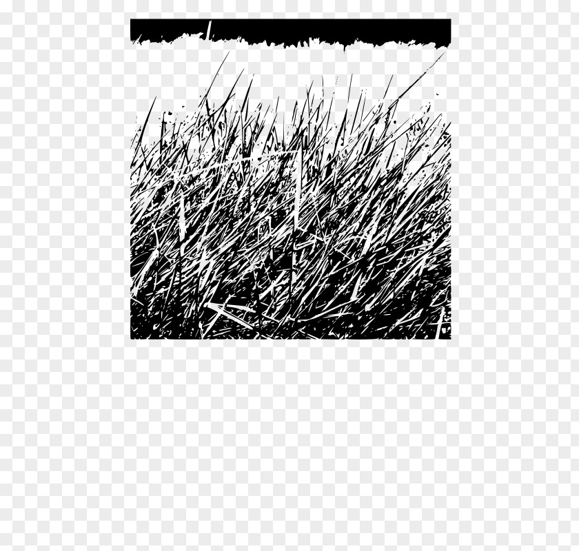 Night Sky Fireflies Grass Background Desktop Wallpaper Clip Art PNG