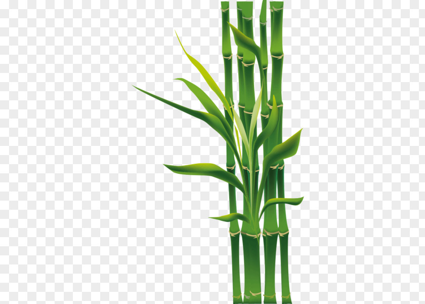 Plants Tropical Woody Bamboos Grasses Bambou Mural PNG