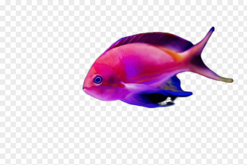 Deep Sea Fish Parrotfish Pink Violet Aquarium Decor PNG