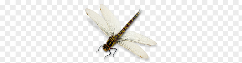 Dragonfly PNG clipart PNG