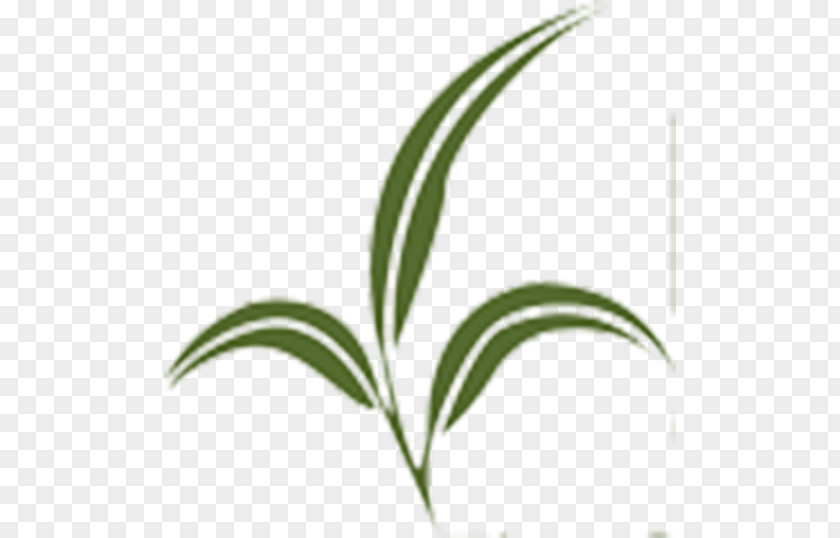 Leaf Grasses Plant Stem Line PNG