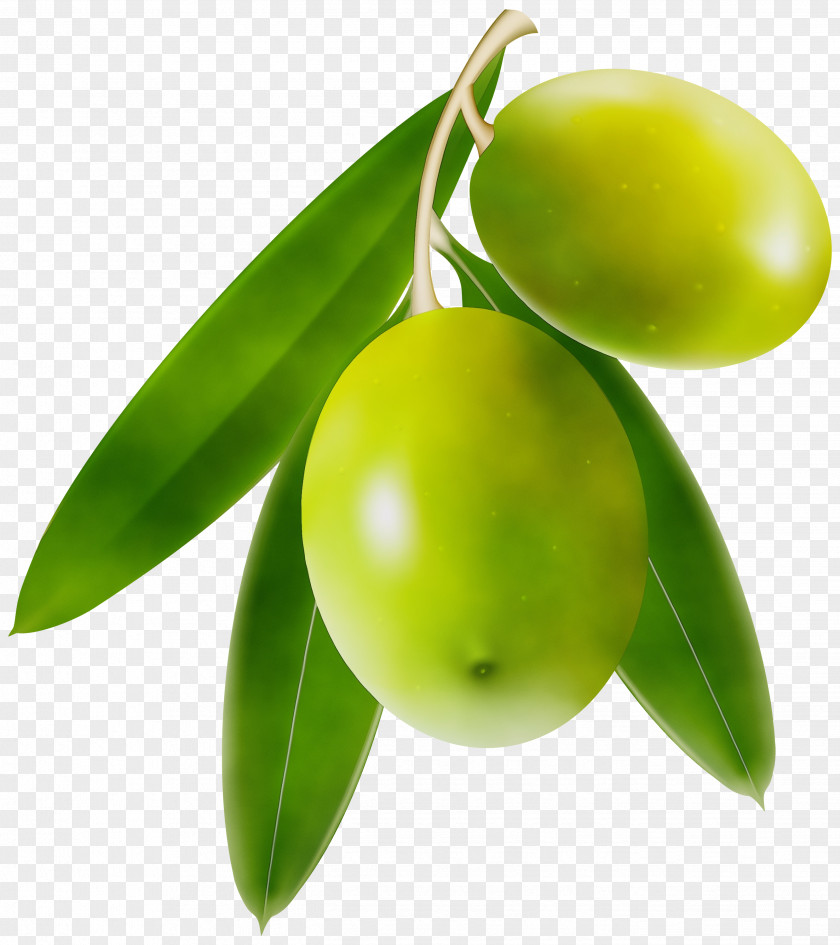 Plant Olive + M Citrus Biology Science PNG