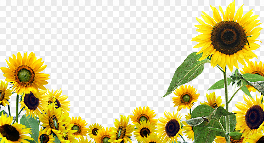 Sunflower Desktop Wallpaper Display Resolution Clip Art PNG