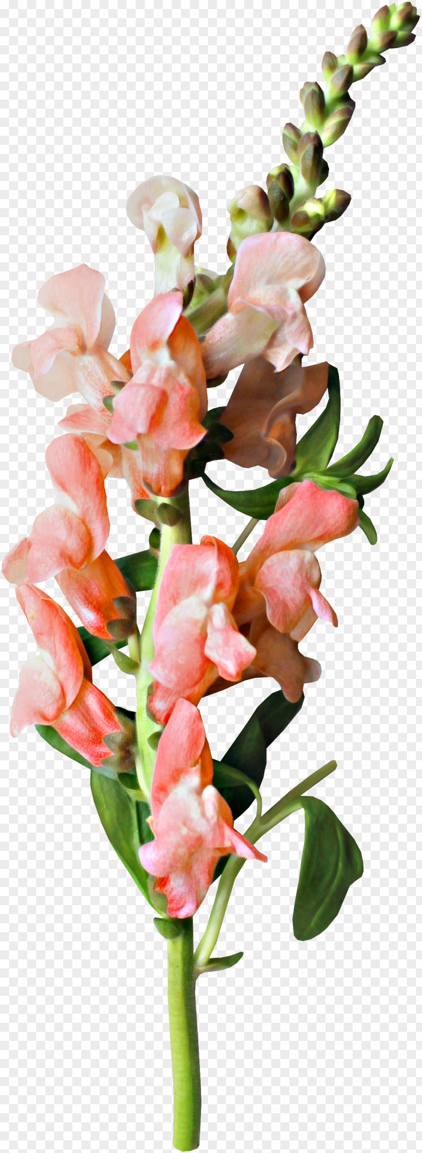 Beautiful Bouquet Of Fresh Flowers Flower Clip Art PNG