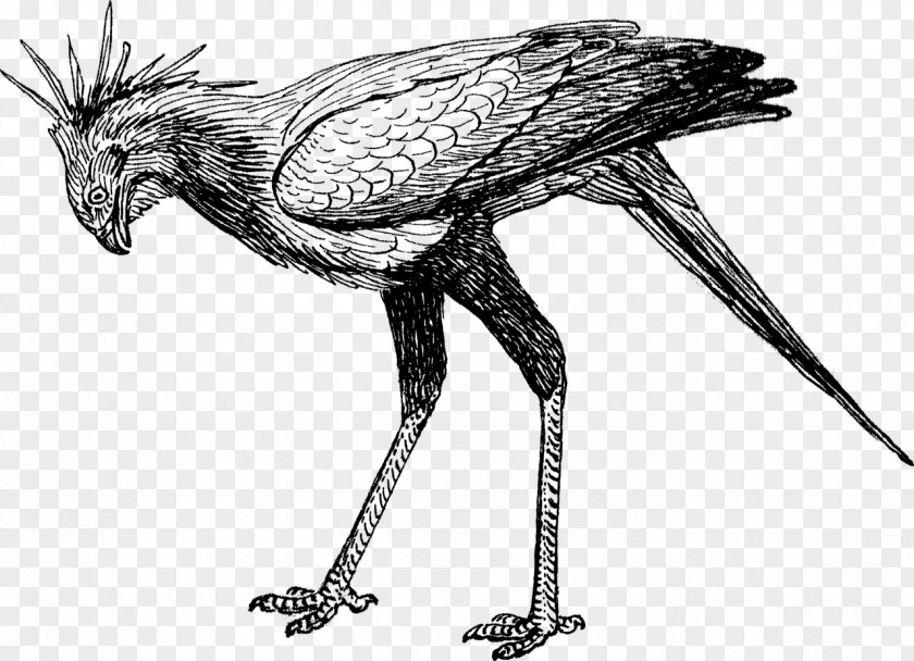 Birds Legs Secretarybird Drawing Clip Art PNG