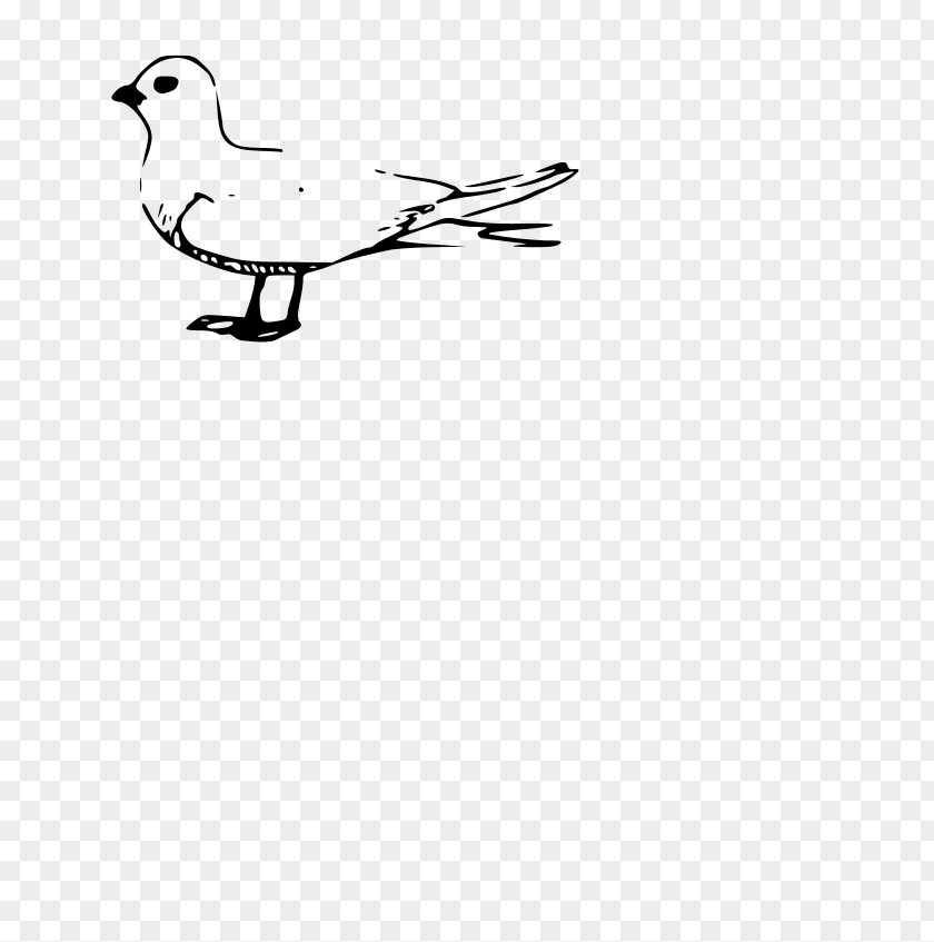 Duck Gulls Fairy Tern Terns Clip Art PNG