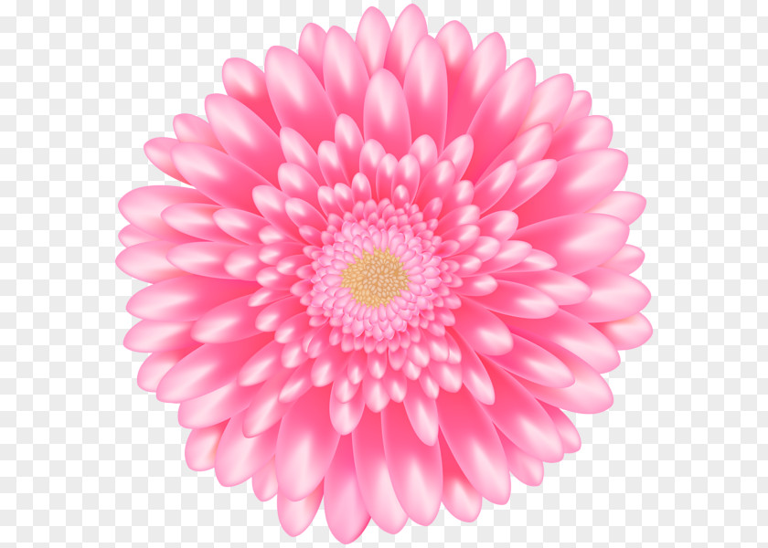 Flower Common Daisy Clip Art Openclipart PNG