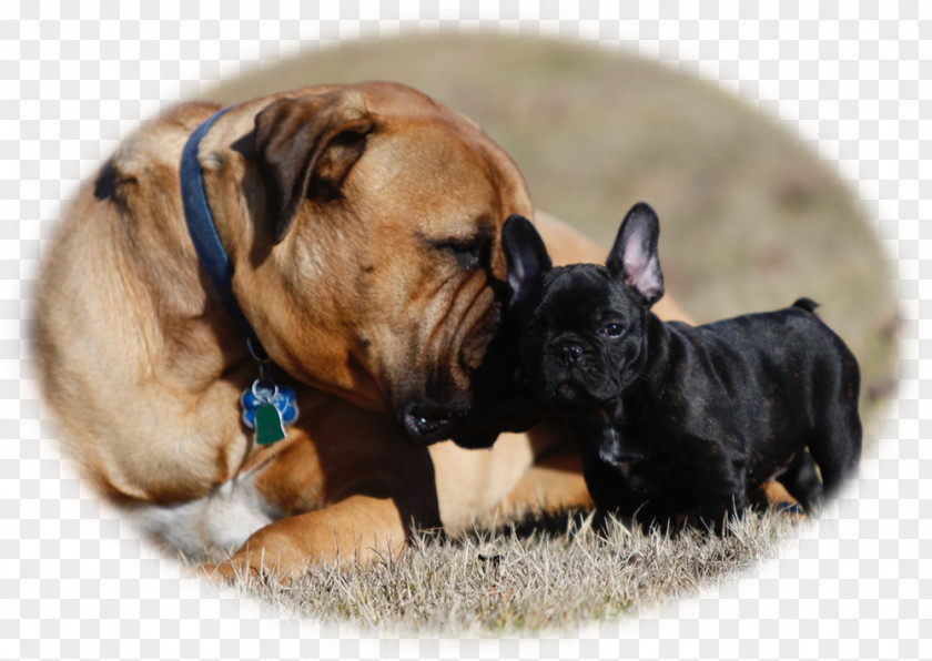 French Bulldog Toy Olde English Bulldogge Dorset Tyme Bullmastiff PNG