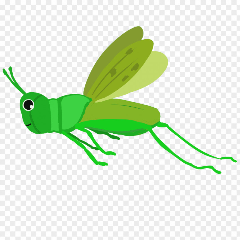 Insect Caelifera Chinese Grasshopper Clip Art PNG