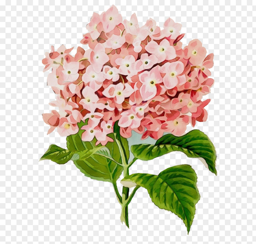 Perennial Plant Garden Phlox Bouquet Of Flowers Drawing PNG