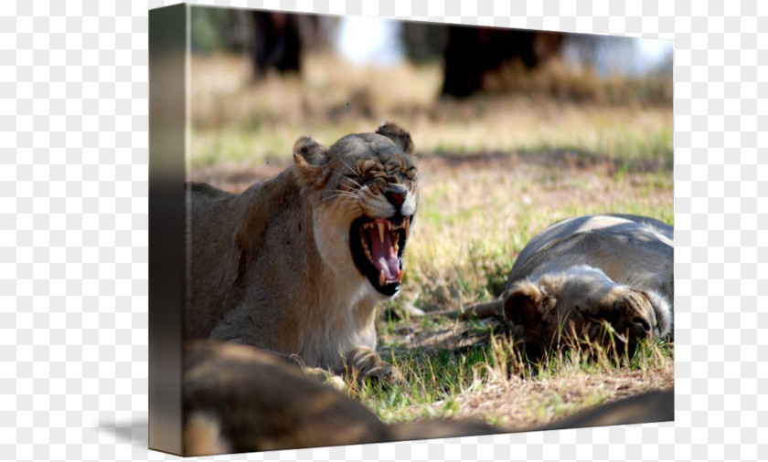 Lion Cat Laundry Room Bedroom PNG