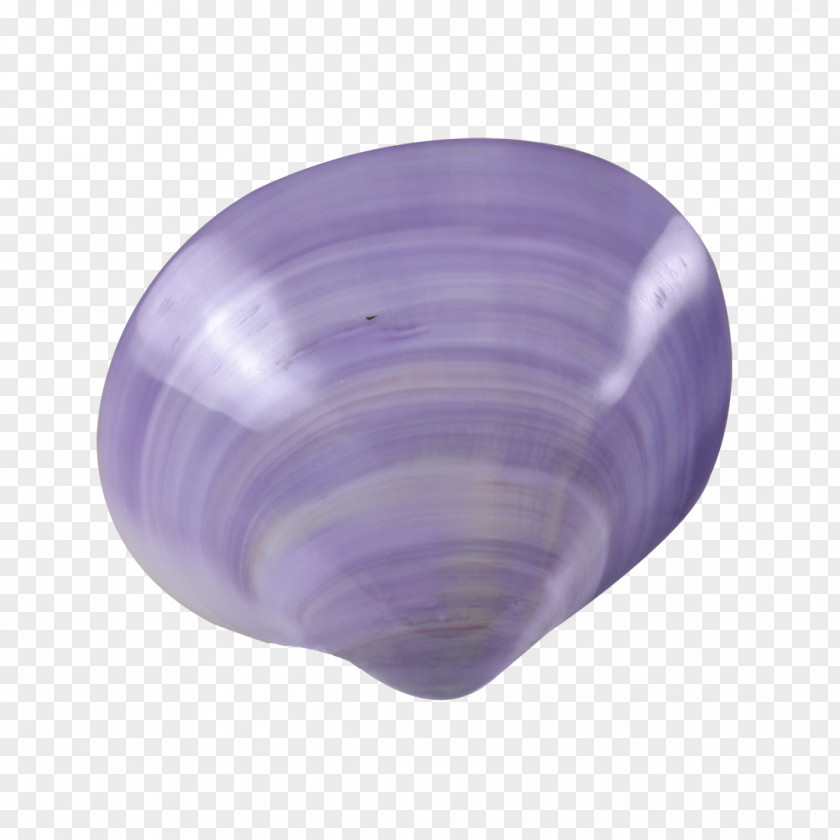 Purple Clam Seashell Violet Lilac PNG