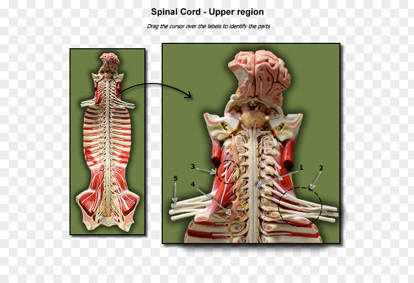 Spinal Cord Anatomy Biology Vertebral Column Physiology PNG