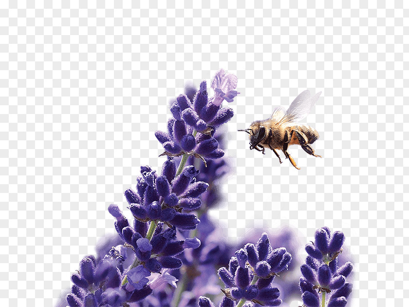 Subaru Honey Bee English Lavender Bumblebee French PNG