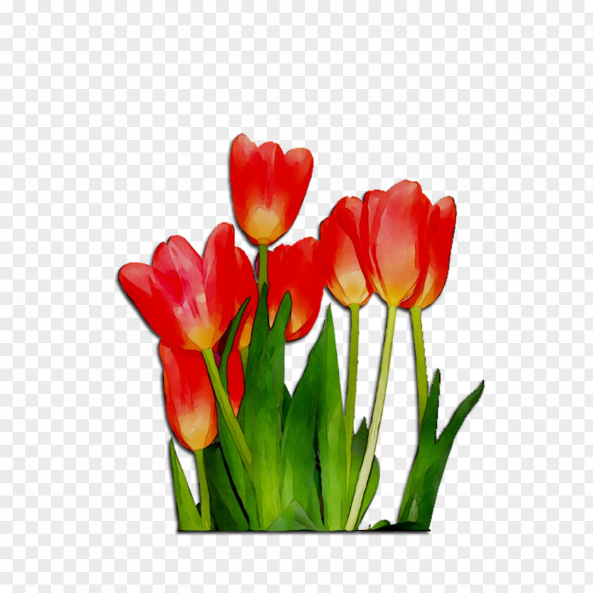 Tulip Cut Flowers Plant Stem Bud Petal PNG