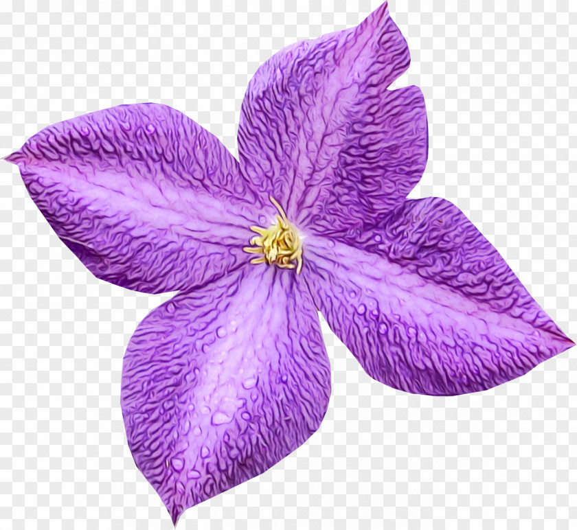 Violet Family Periwinkle Petal Flower Purple Plant PNG