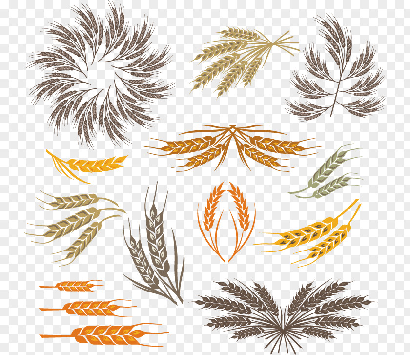 Wheat Color Grasses Leaf Clip Art PNG