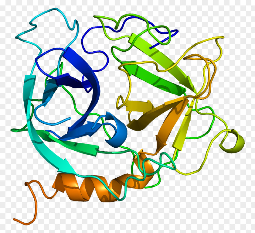 Azurocidin 1 Neutrophil Protein Elastase Heparin PNG