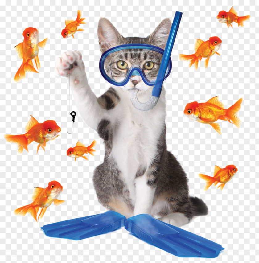 Creative Cat Fishing Tabby Kitten Phishing PNG
