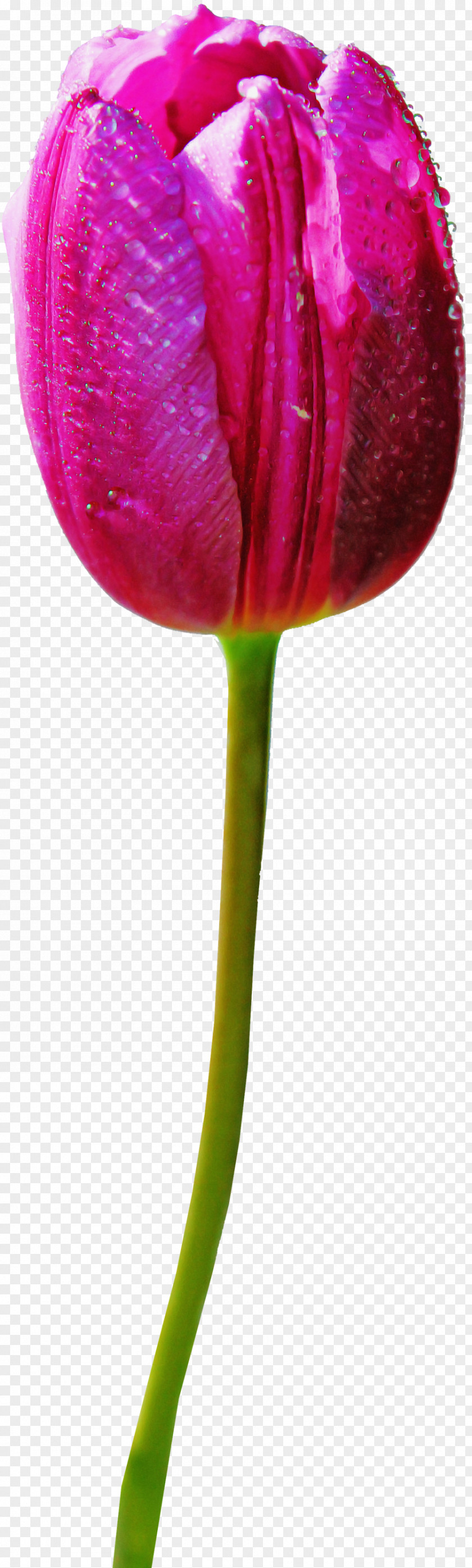 Flower Plant Stem Pedicel Tulip PNG