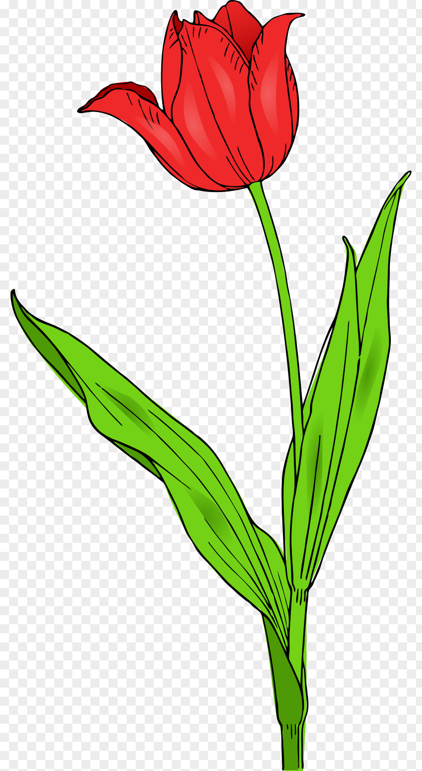 Free Microsoft Office Clipart Tulipa Gesneriana Flower Content Clip Art PNG