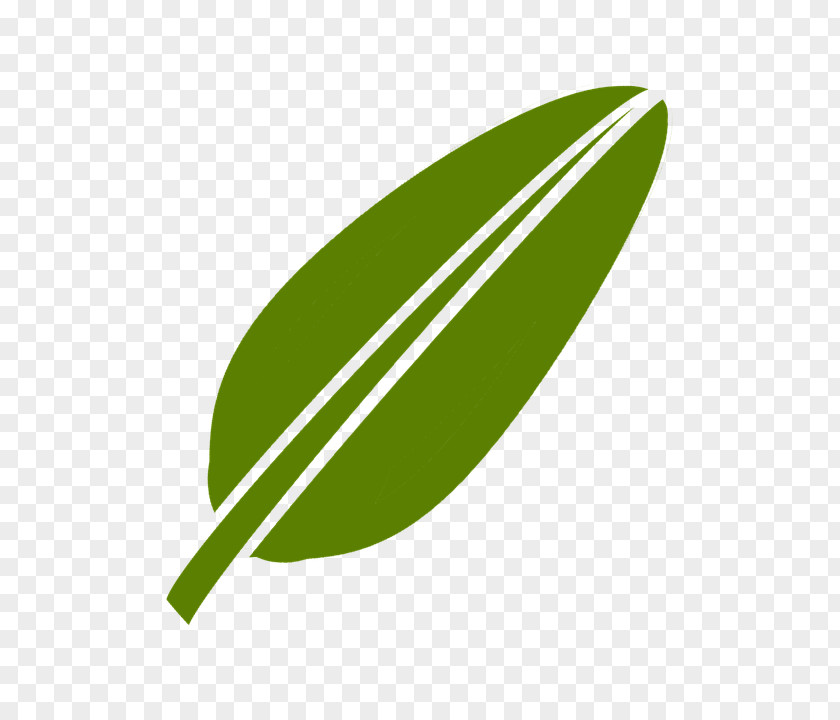 Fresh Green Tea Leaves Clip Art Image Vector Graphics PNG