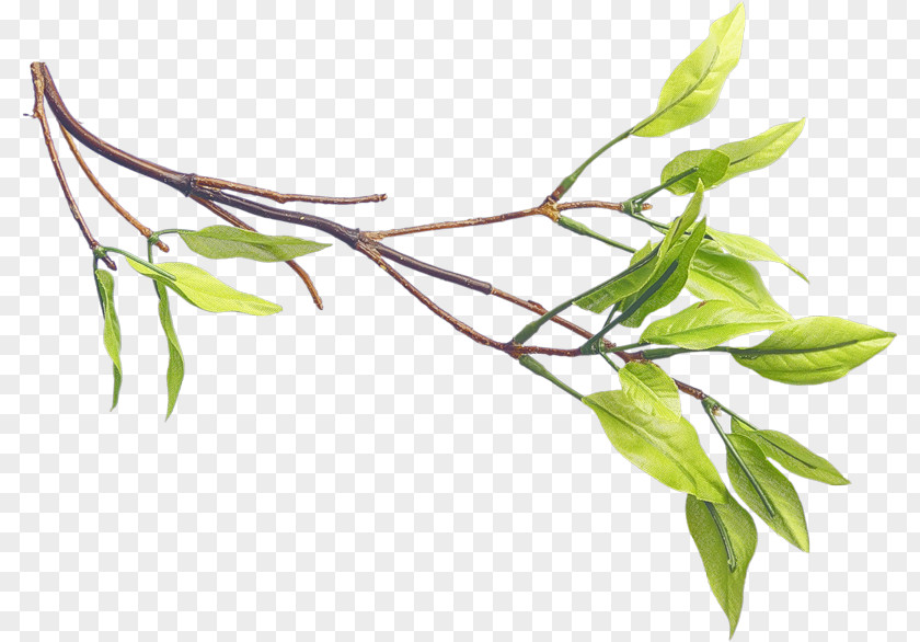 A Green Tea Leaves Leaf Cloud PNG