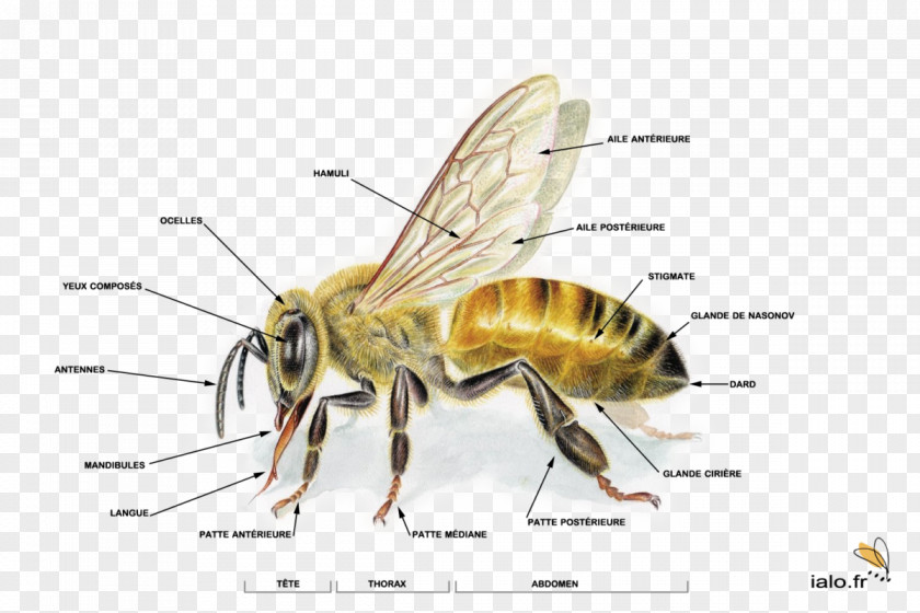 Bee Western Honey Life Cycle Anatomy Human Body PNG