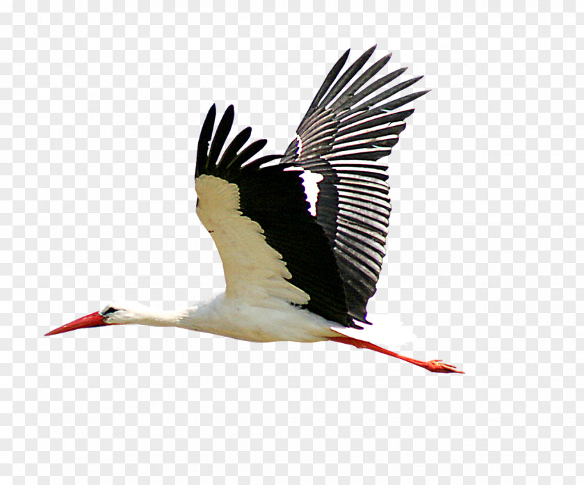Carrying Stork White Bird Clip Art Beak PNG
