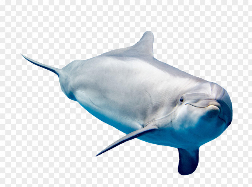 A Dolphin Common Bottlenose White-beaked Rough-toothed Short-beaked Tucuxi PNG