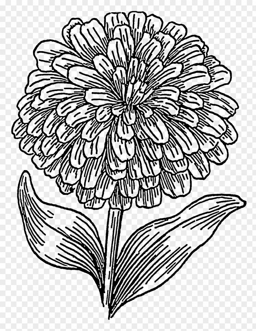 Bullet Traces Coloring Book Drawing Mexican Marigold PNG