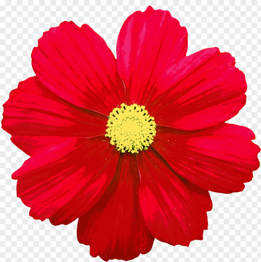Flower Common Daisy Red Clip Art PNG
