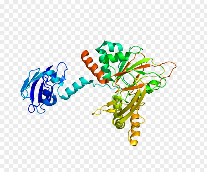 Gamma-butyrobetaine Dioxygenase Enzyme Hydroxylation Procollagen-proline Trimethyllysine PNG