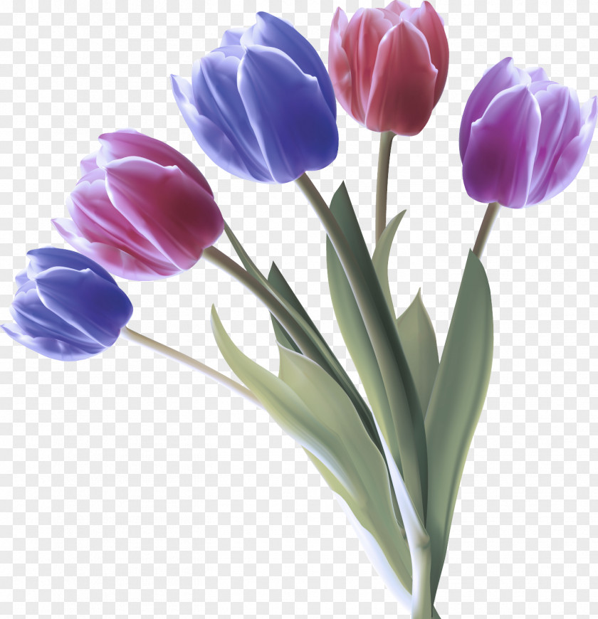 Spring Crocus Cut Flowers Flower Tulip Petal Purple Plant PNG
