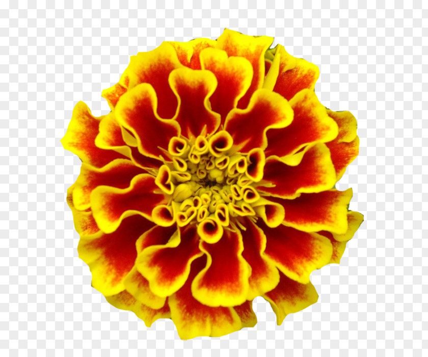 Flower Mexican Marigold Marigolds Tattoo Birth PNG