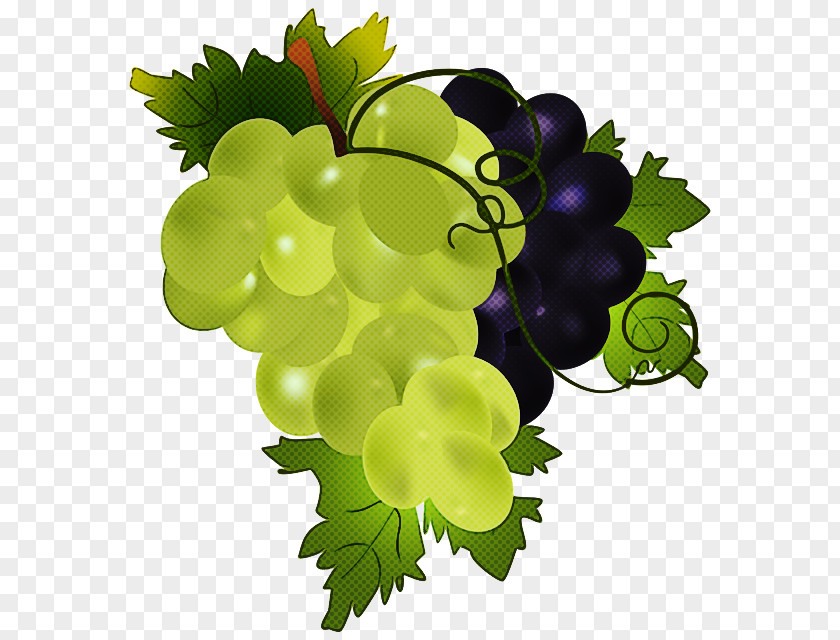 Flowering Plant Grape Seedless Fruit Leaves Grapevine Family Vitis PNG